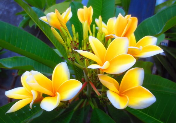 南国のバリ島を代表する花 フランジパニ プルメリア とは 笑うバリ島